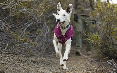 Ruffwear K9-Overcoat Utility Jacket, Lakespur Purple