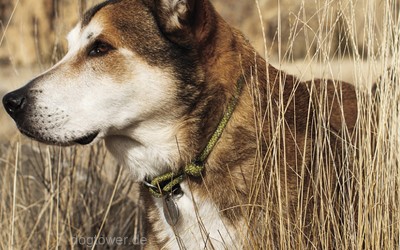 Ruffwear Hundehalsband