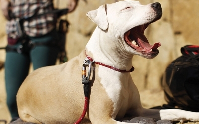 Knot-A-Leash im Einsatz