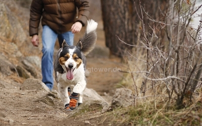 Hundeschuhe in Aktion