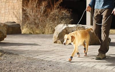 Hundeschuhe Summit Trex