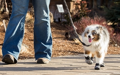 Hundeschuhe in Aktion