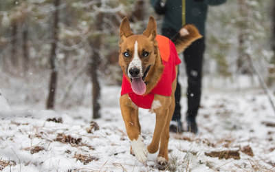 100% Bewegungsfreiheit für Ihren Hund