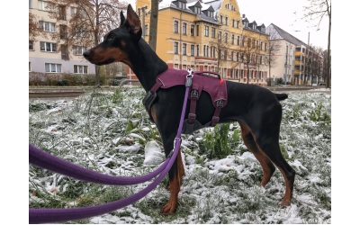 Ruffwear Web Master Harness Purple Rain