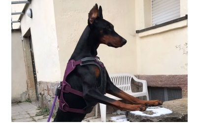 Ruffwear Web Master Harness Purple Rain