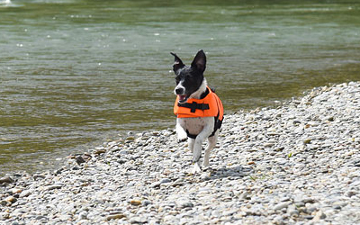 Schwimmweste für mehr Sicherheit für kleine und große Hunde