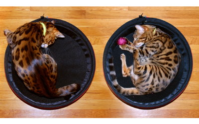 Für Hunde UND Katzen einsetzbar