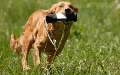 Nylondummy für Hunde