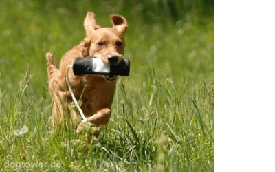 Befüllbarer Hundedummy
