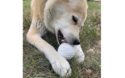 SodaPup Golf Ball Rubber Treat Dispenser & Enrichment Toy