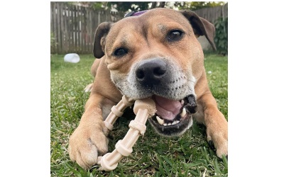 SodaPup Nylon Honey Bone Teething Ring