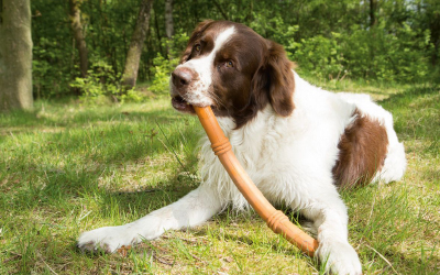 Sumo Fit Stick - eine sichere Alternative zu einem Stock