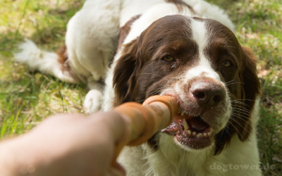 Ideales Hundespielzeug zum Apportieren und Zerren