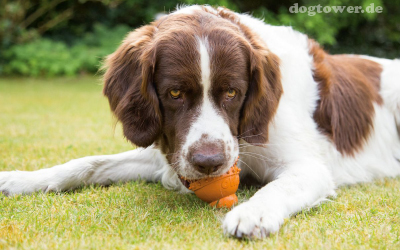 Robustes, zahnreinigendes Hundespielzeug