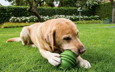 Ein tolle befüllbares Hundespielzeug aus Naturkautschuk