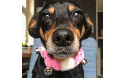 Weihnachts-Plüsch Hundehalsband mit Glocken (elastisch), pink