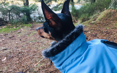 Wolters Parka Hundemantel, riverside blue