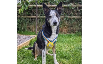 WufWuf Medal Plüsch-Hundespielzeug