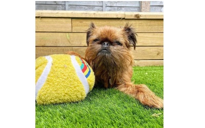 WufWuf Wimballdog Tennisball Plüsch-Hundespielzeug