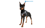 Aqua Coolkeeper Cooling Comfy Hundegeschirr, scottish grey