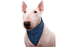 Aqua Coolkeeper Cooling Hunde Bandana, pacific blue