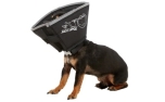 All Four Paws The Original Comfy Cone black