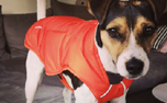 Winterjacke Ruffwear Quinzee, Sockeye Red