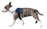 Aqua Coolkeeper Cooling Survival Harness kühlendes Hundegeschirr, Pacific Blue