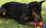 Petstages Chew Kauring