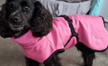 iqo Hundejacke Elegance, rosa/meliert