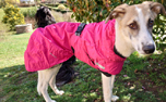 Hurtta Hundemantel Summit Parka, kirsche