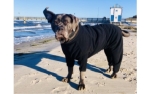 iqo VXf Softshell (Softface) Hundeoverall, schwarz