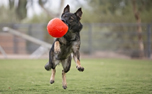 Jolly Pets Soccer Ball