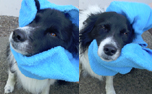 iqo Hundehandtuch (zum Hineinschlüpfen), türkis 