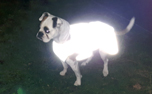 iqo Hundejacke voll reflektierend