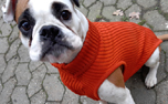 iqo Hundepullover 100% Merinowolle, orange