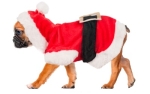 Hundemantel Weihnachtskostüm
