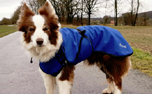 IQO VX Hundemantel, royalblau