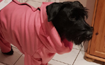 iqo XW Thermo-Fleece Hundeoverall, fuchsia