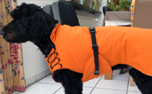 iqo Hundemantel Wintertraum (inkl. Wattierung und Innenfleece), orange