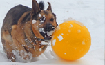 Ferkelball für Hunde