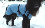 IQO VXf Hundemantel Softshell hellblau