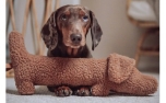 Lieblingspfote Dachshund Musch