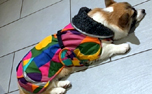 Perus Pomppa Kymppi Hundemantel, farbmix