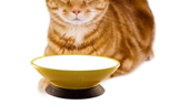 Modern Pet Bowl, rot/red