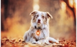 Orbiloc Dog- Light, amber/bernstein