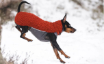Polar Pomppa Hundepullover, Limited Edtion, vogelbeere
