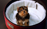Sleepy Pod Ultra Plush Bedding, weiss