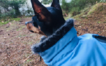 Wolters Parka Hundemantel, riverside blue