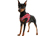 Aqua Coolkeeper Cooling Comfy Hundegeschirr, red western